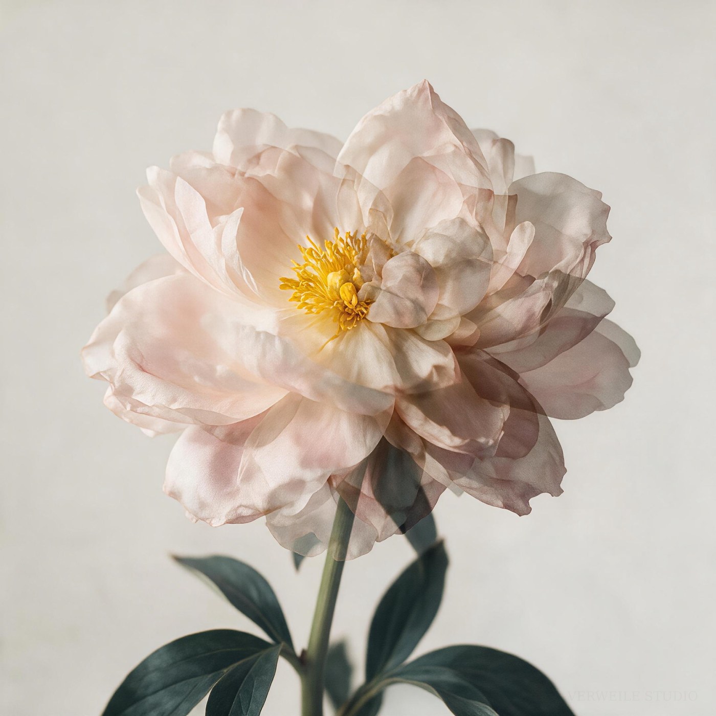 The Peony, Twice