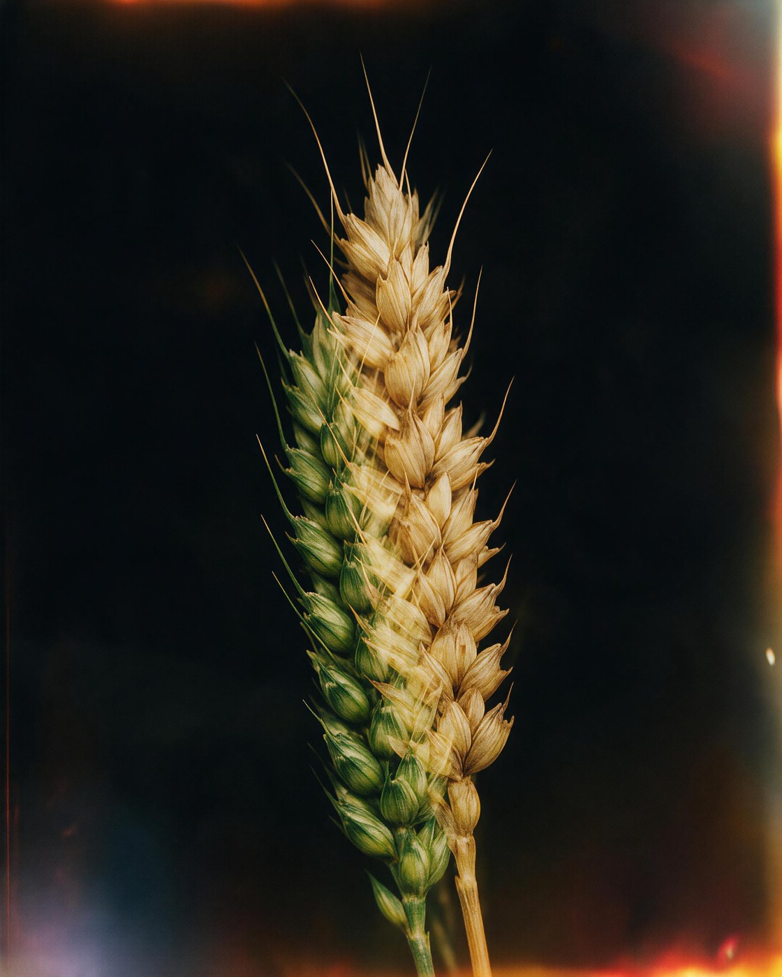 Still Green, Already Gold